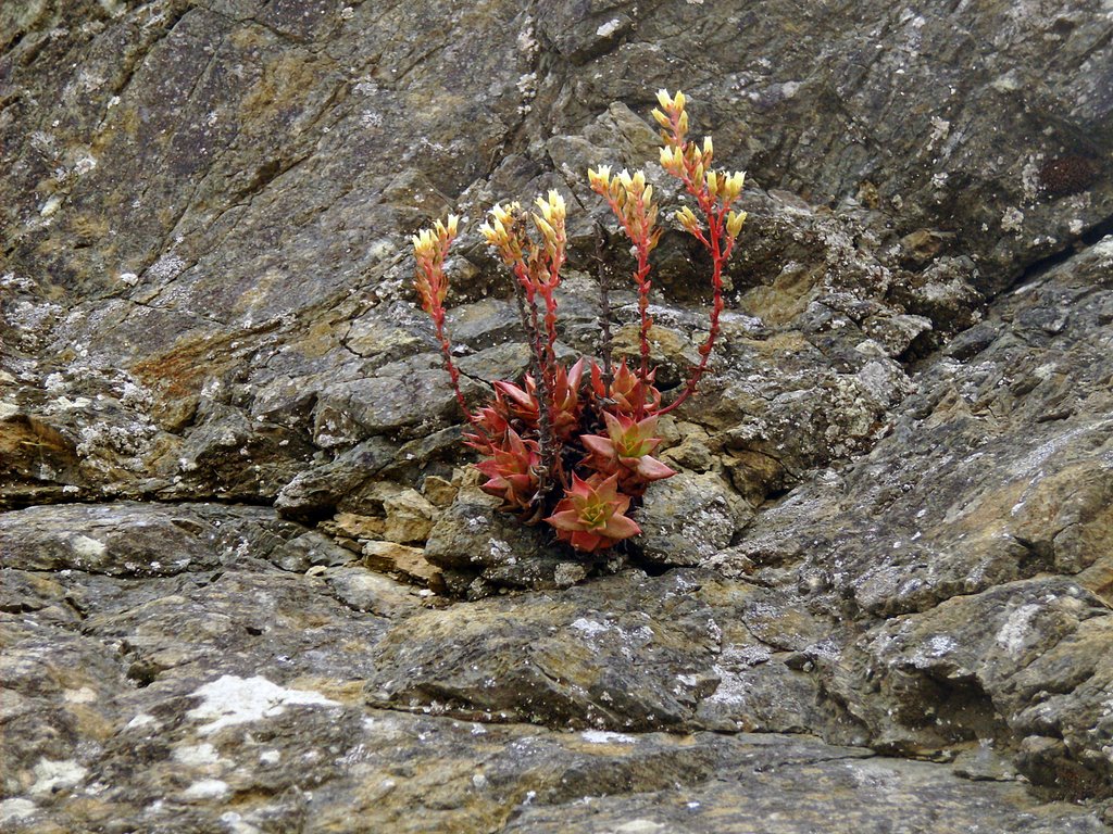 Succulent Plant Blooming by Stephen Scarpaci