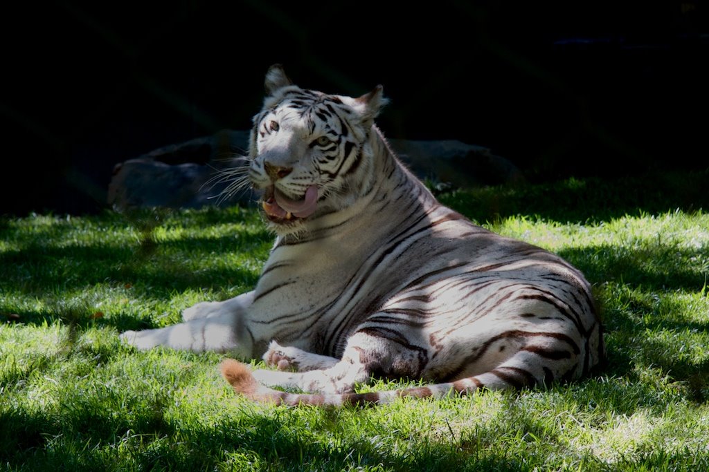 In the Cage...with the Eye of the Tiger by SirFin