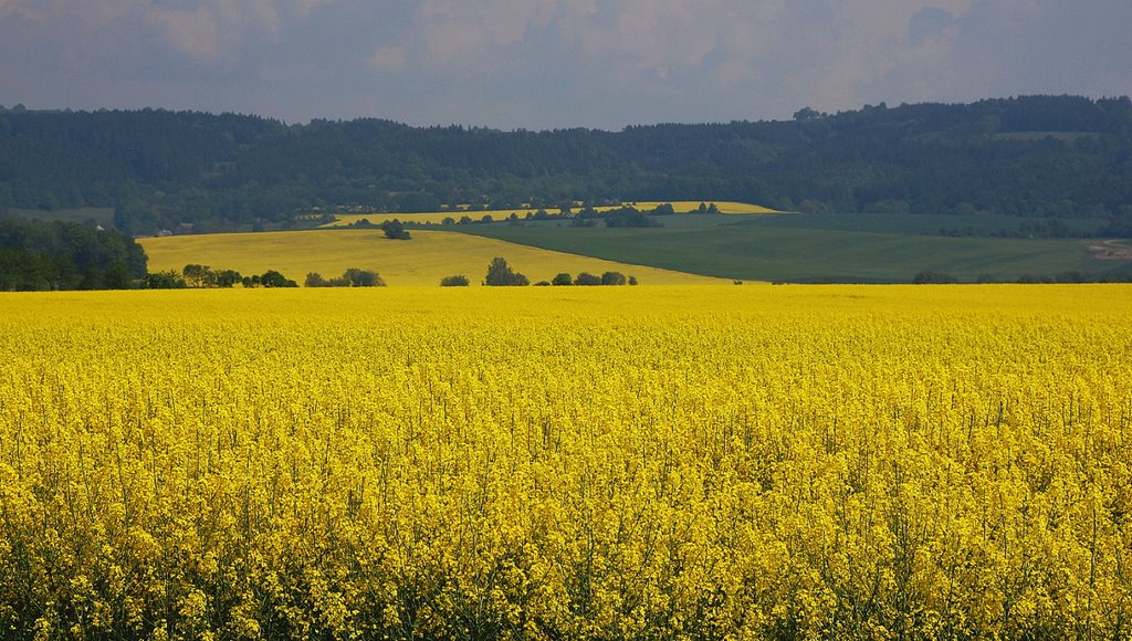 Yellow by Olda Templ Vykydal