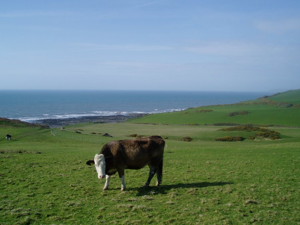 Cow at Abbotsham cliffs by Andy Simmonds