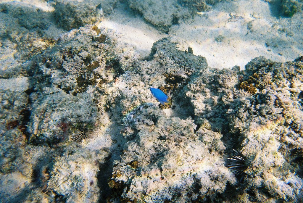 Muri beach Snorkelling by Glider47