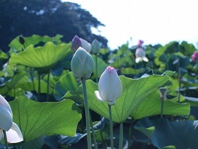 Lotas field in Morikawa, Aisai city（森川花はす田, 愛西市森川） by yutty