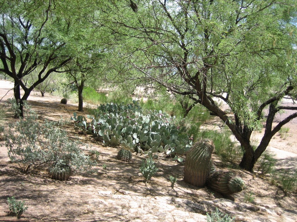 Tucson, AZ, USA by forest black