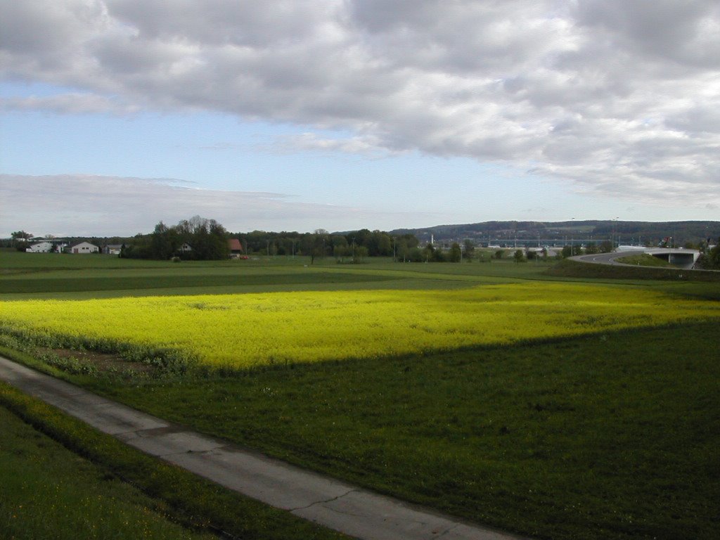 Rapsfeld zwischen Glattbrugg und Rümlang by blaunarwal