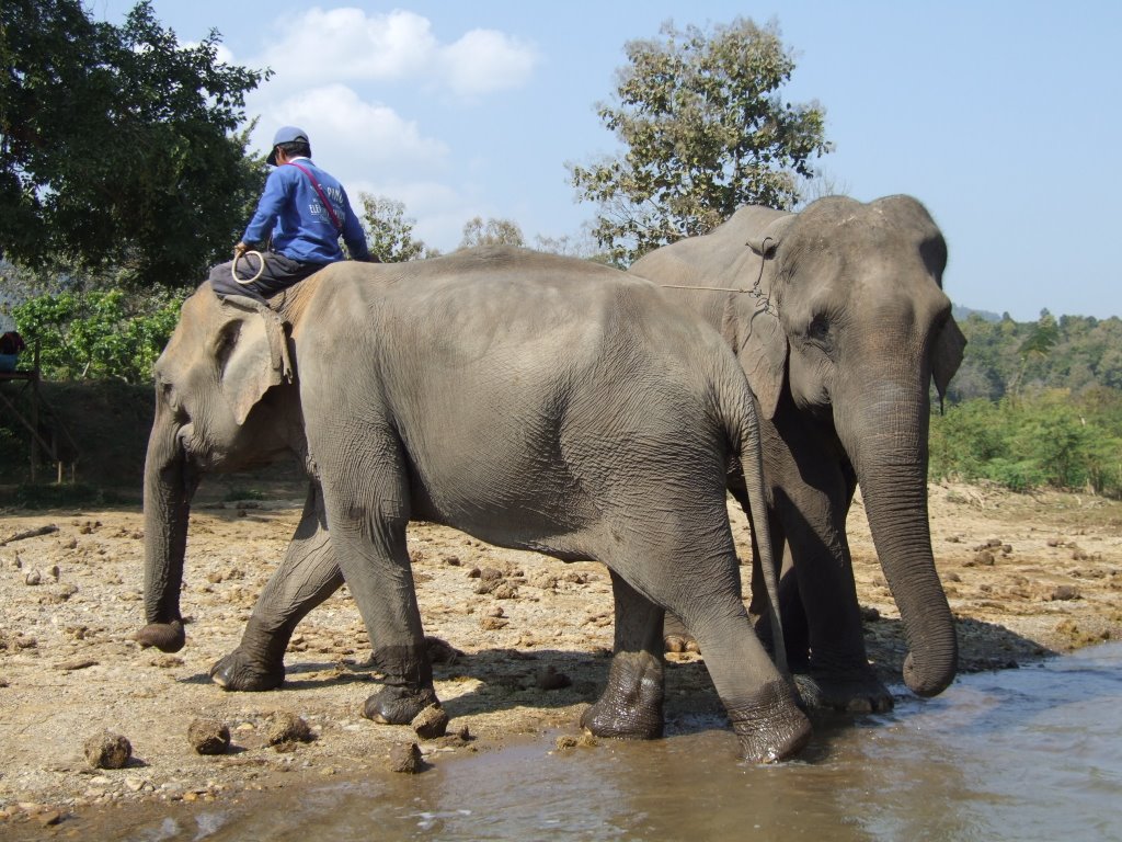 Camp des elephants Maesa camp by guillot