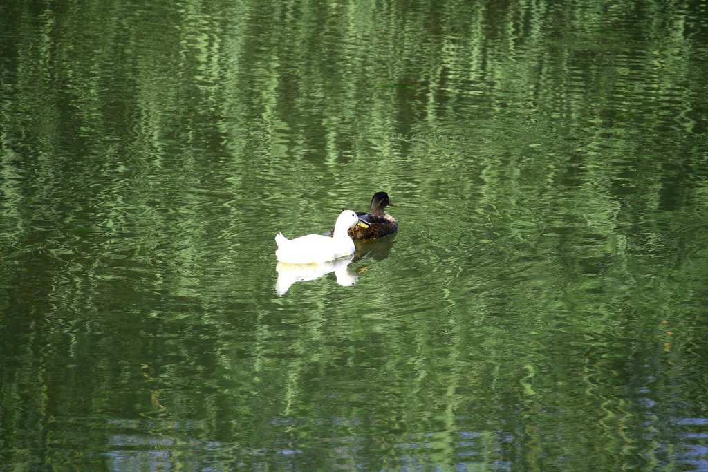 RIFLESSI VERDI by Dancos