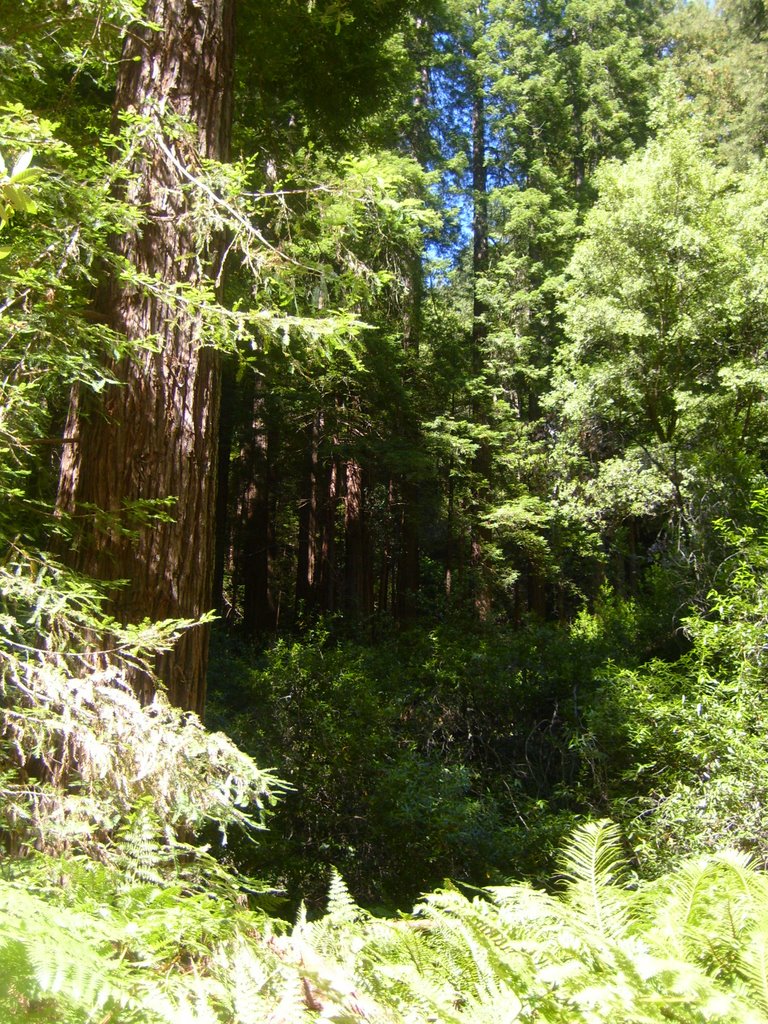 Redwood Grove by plutonature333