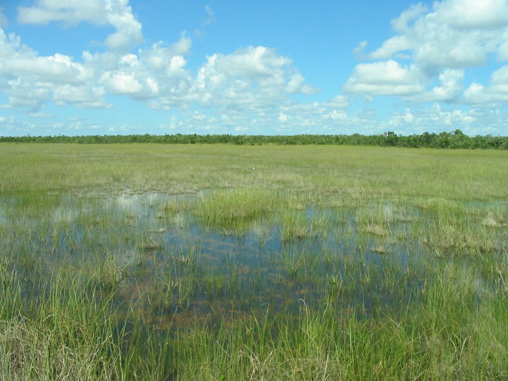 Everglades River of Grass by drsgeo