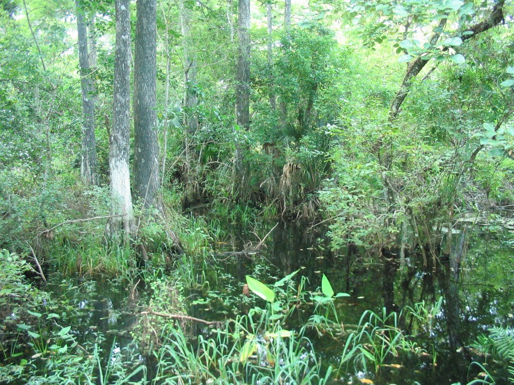 Fakahatchee Strand Preserve by drsgeo