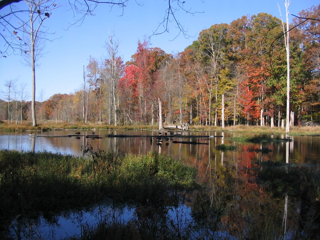 Huntley Meadows in autumn by drsgeo