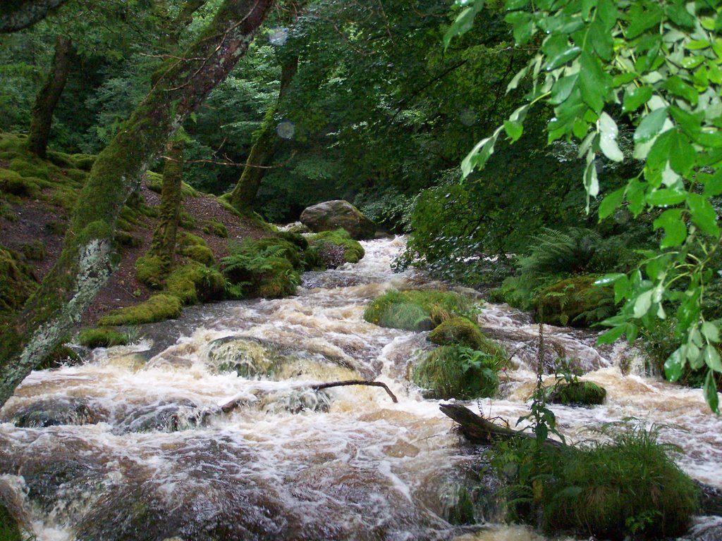 Dolgoch Falls by tonywatson