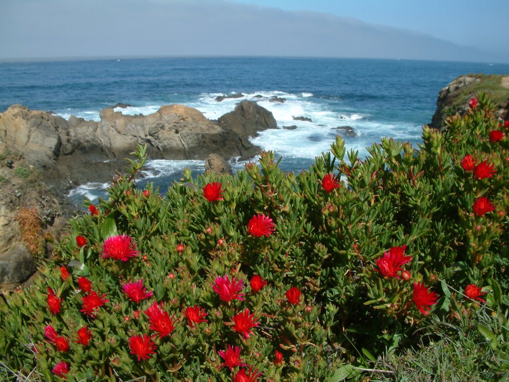 Flowers above the surf by Bob Frazier