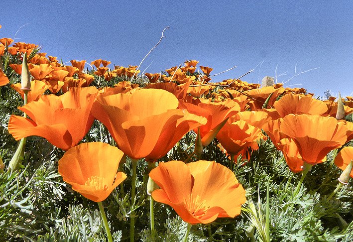 Lancaster Poppy Reserve by schreiberfoto