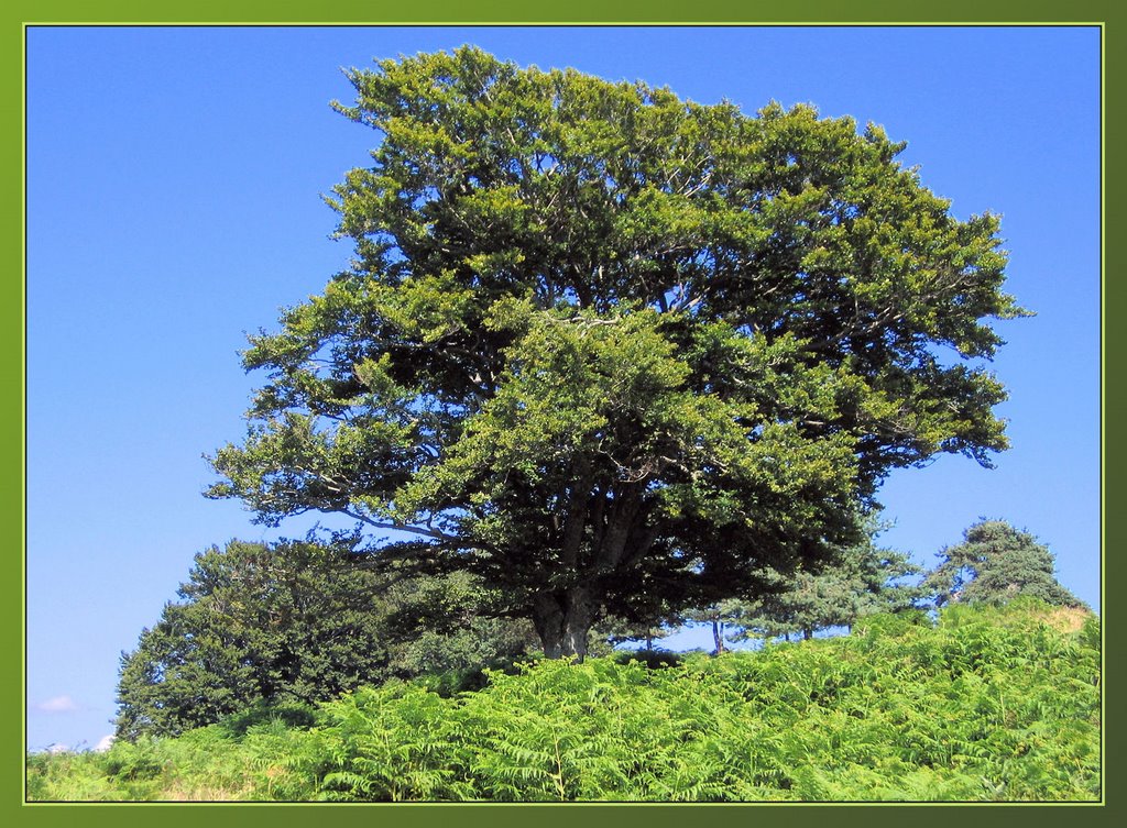 L'arbre de Montboudif, Cantal, 27 juillet 2007 by Pom-Panoramio? YES !