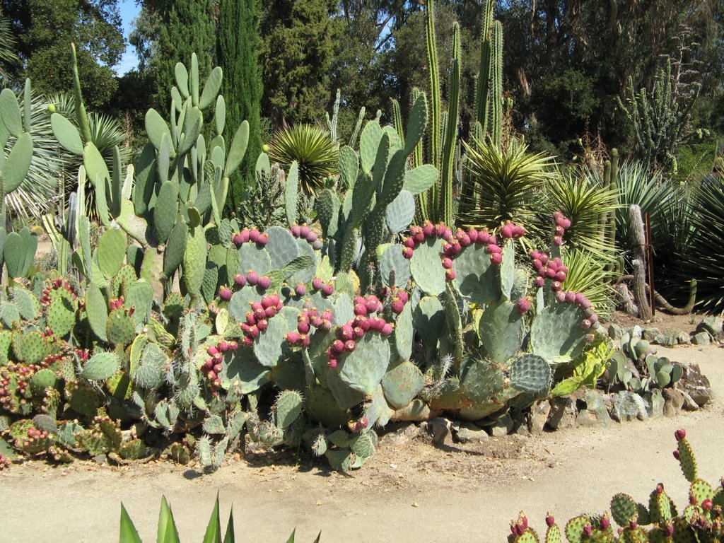 Prickly Pear 1 Arizona Cactus Garden by Iris Sandilands