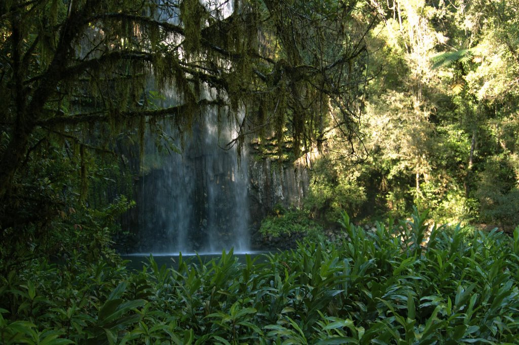 Millaa Millaa Falls, Qld. by Michael Hayles