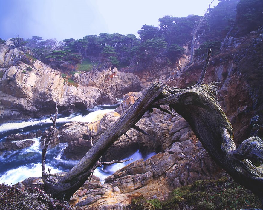 Lifting fog-Point Lobos, Ca by Dean Lee Uhlinger