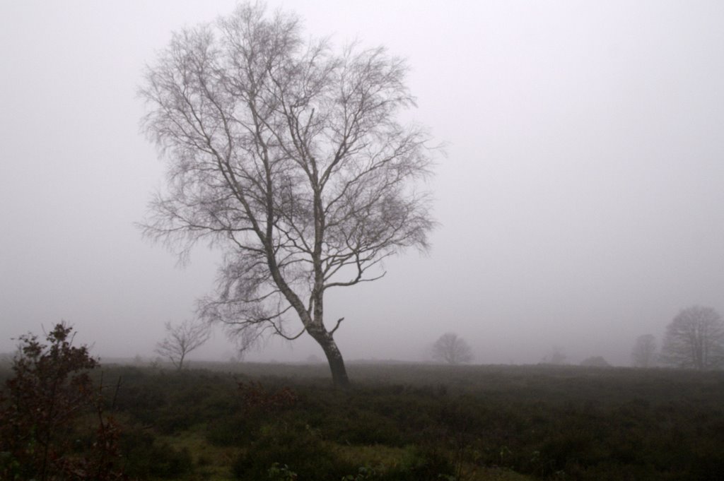 Birchtree in winter 2006/2007, Holterberg by Don Dynax