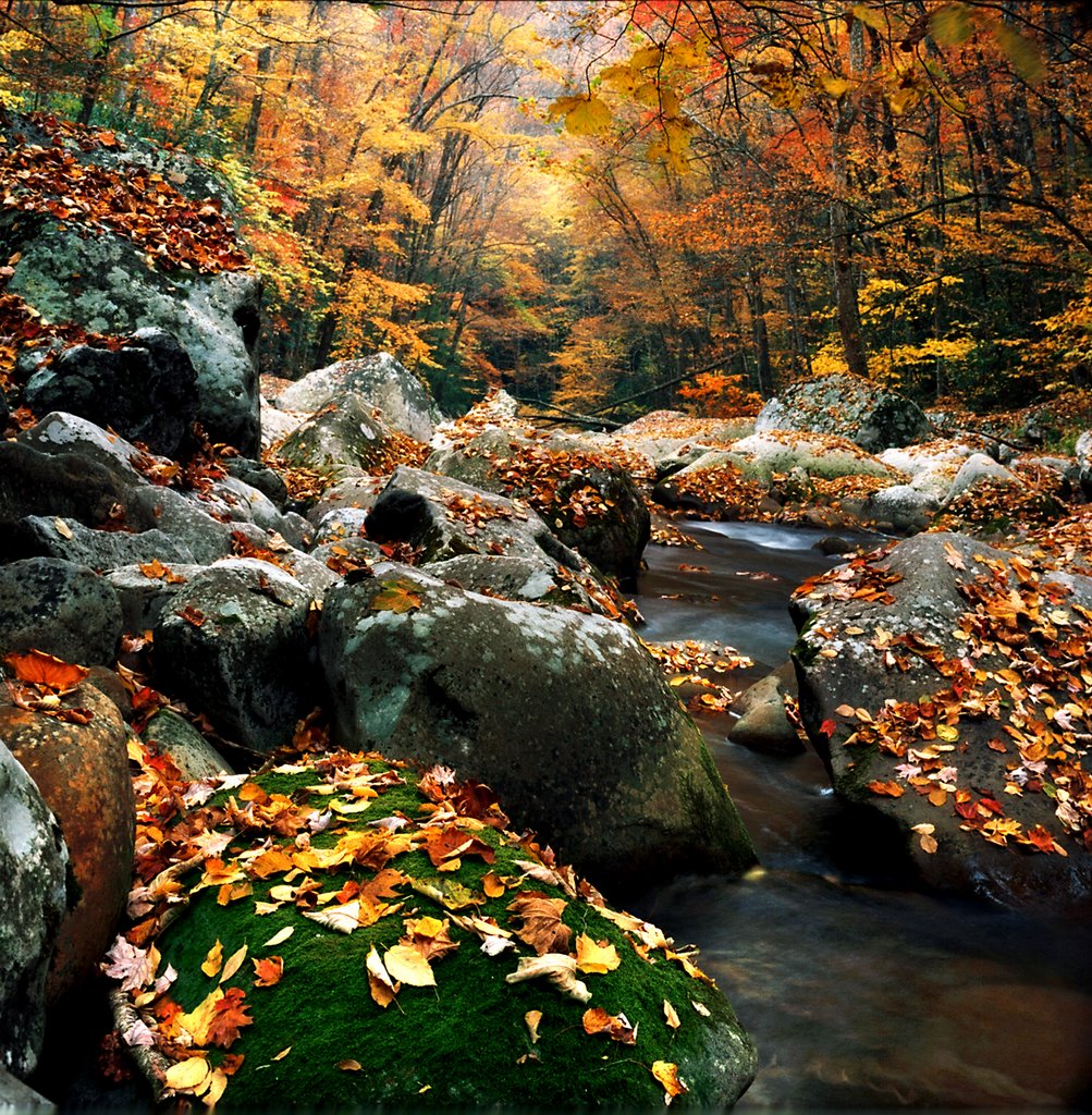 Big Creek - Smoky Mt. National Forest by debrussell