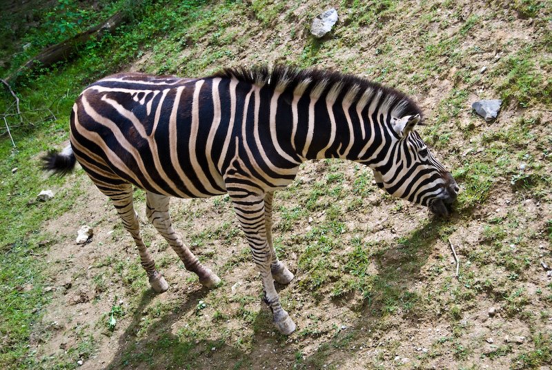 Zebra @ Ljubljana Zoo by Ilkka Hämäläinen