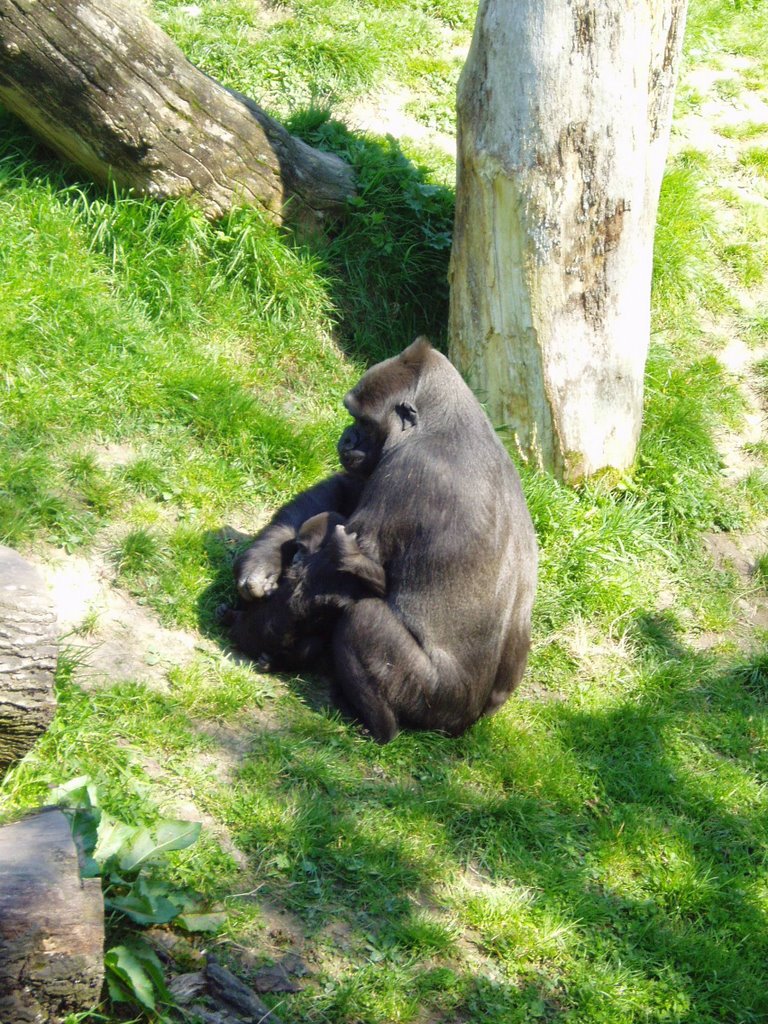 Gorillas 2, Jersey Zoo, 2005 by Martin Peters