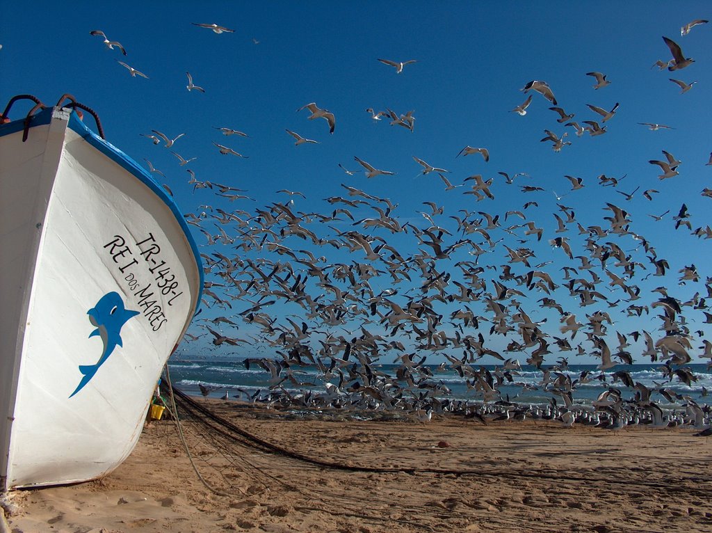 Barco e gaivotas by Fernando Rangel