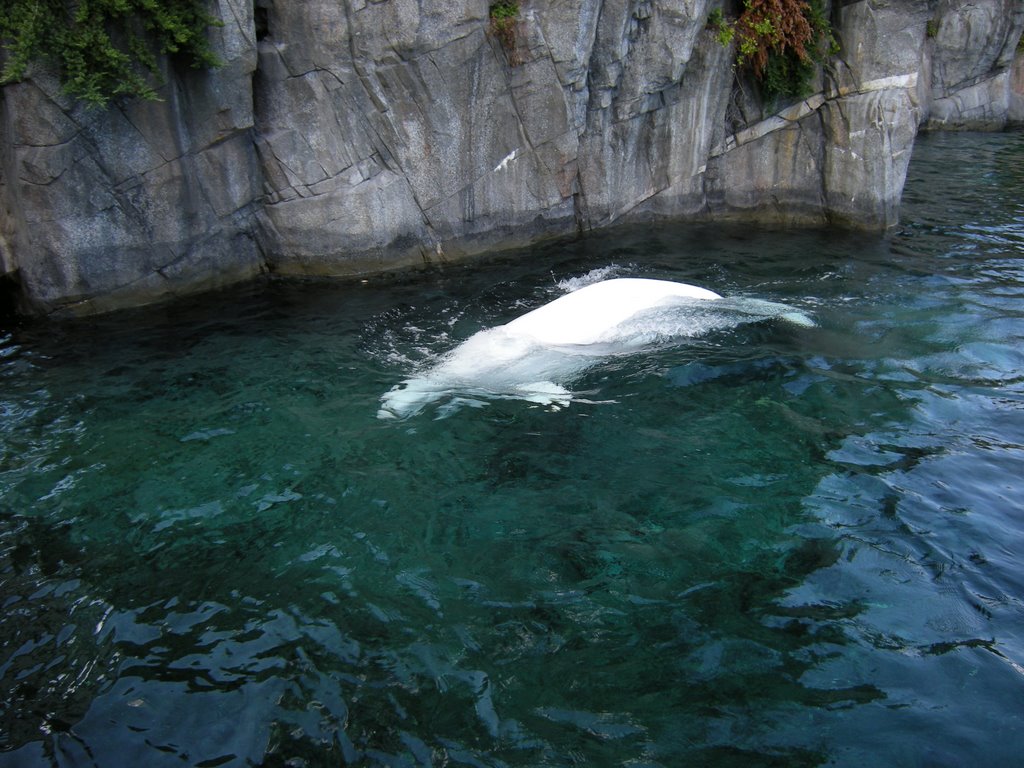 Beluga whale at Mystic Marinelife Aquarium by Bob Lee