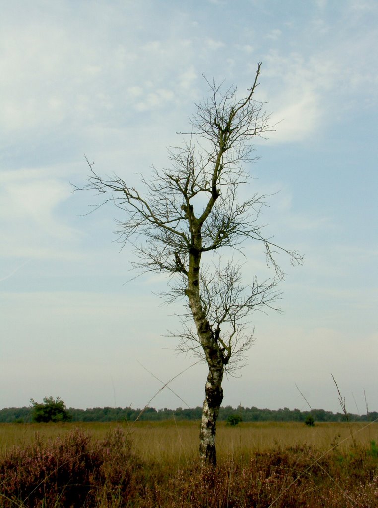 Strabrechtse Heide, Mierlo by uaf