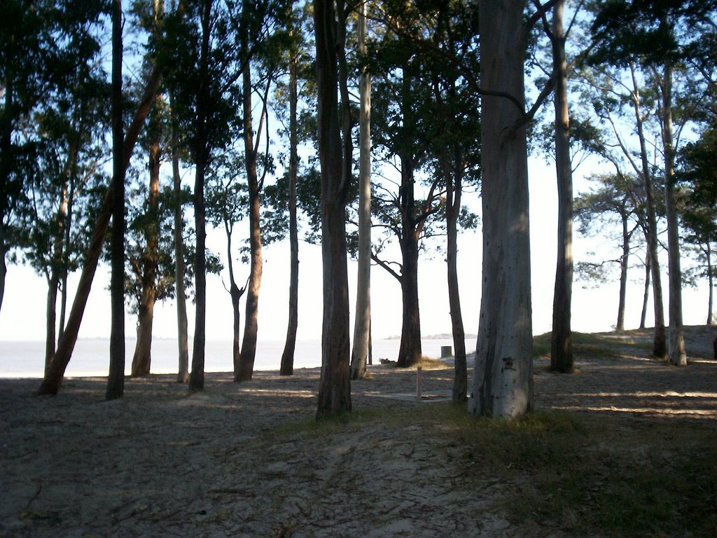 Bosque en la playa Real de San Carlos by Ariel Zima www.ferro…