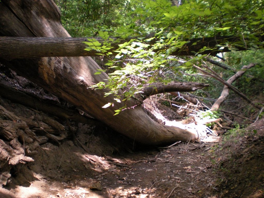 Fallen tree in creek bed by frnkly