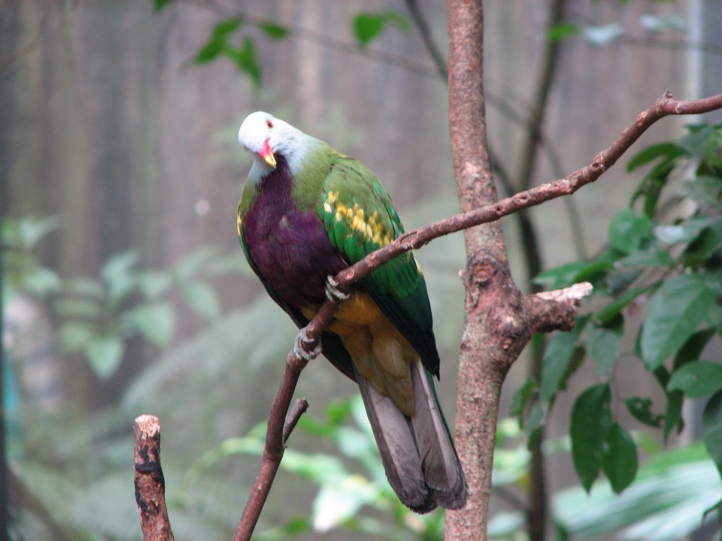 Wompoo Fruit Dove by Marbiz