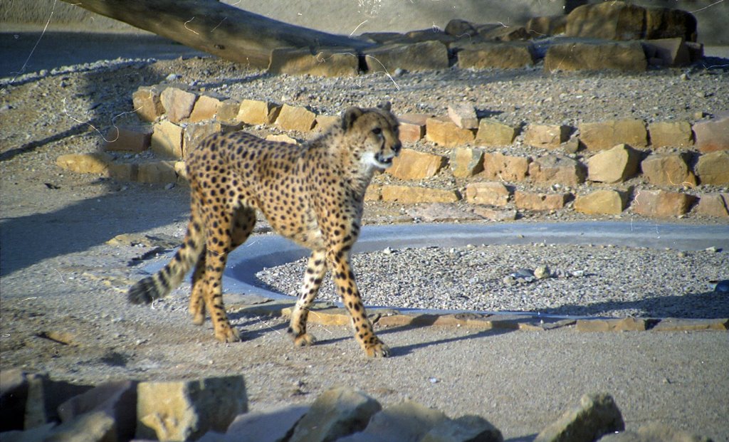 Zoo Leopard by Tetralogy of Fallot