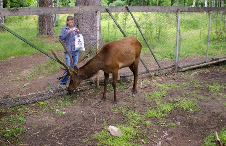 Маралы в возрождаемом зверинце "Ораниенбаум" / Deer in a revived menagerie "Oranienbaum" (28/07/2007) by Dmitry A. Shchukin