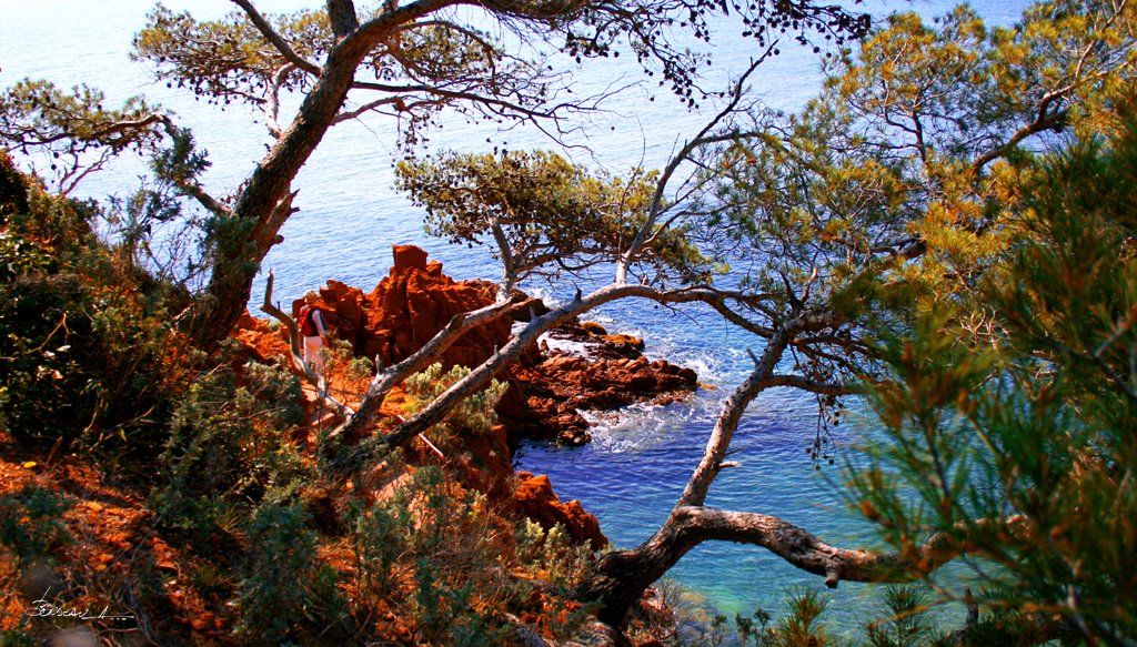 ANTHEOR. pointe du petit Caneiret. VAR. FRANCE. by BORDEAU Alain.(NO VI…