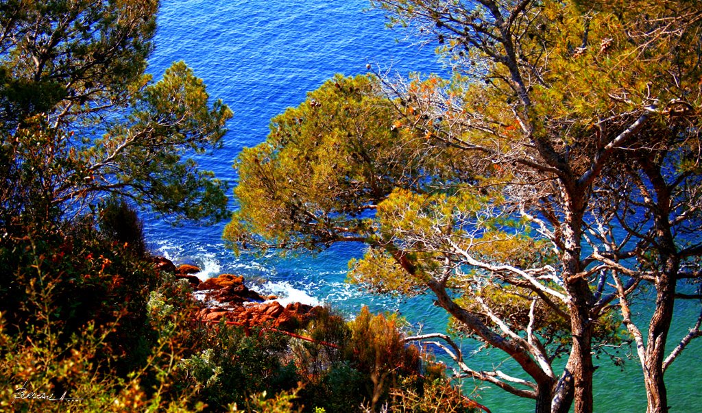 ANTHEOR. pointe du petit Caneiret. VAR. FRANCE. by BORDEAU Alain.(NO VI…