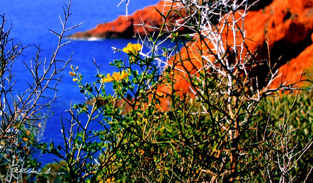 ANTHEOR. pointe du petit Caneiret. VAR. FRANCE. by BORDEAU Alain.(NO VI…