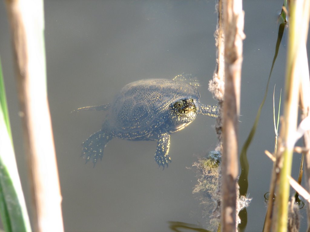 Tortuga by Phil Bunce