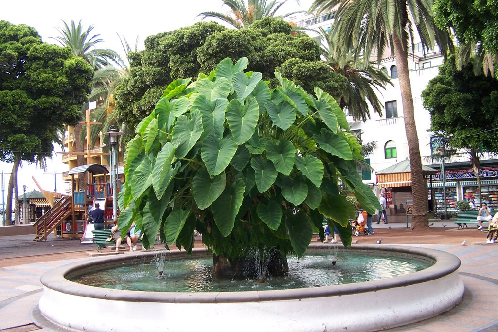 Planta En Una Plaza De Tenerife by Andres_Diaz