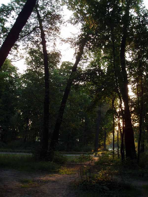 Park in Chertovitsy by Sergei Sarychev