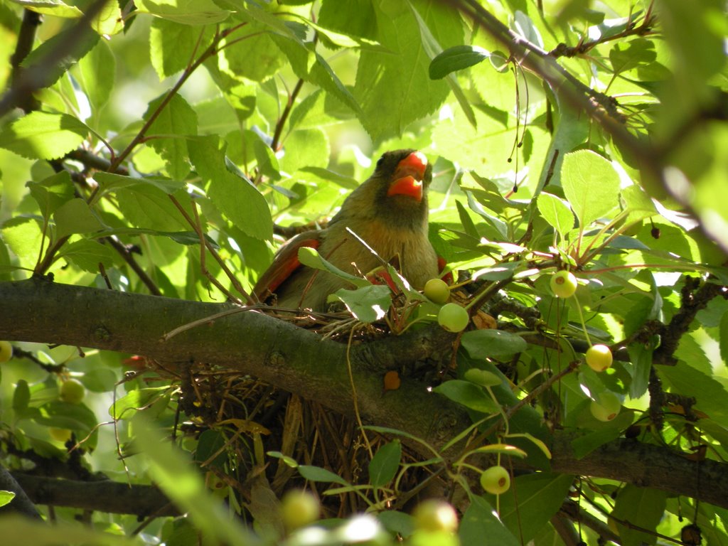 Cardinal in Nest - Chicago Botanic Gardens by angeliniphotography.…