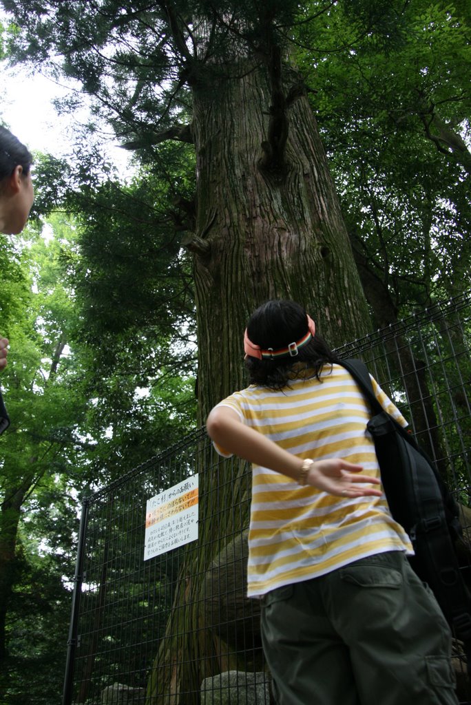 高尾山のたこ杉(Takosugi, Mt. Takao) by wacha