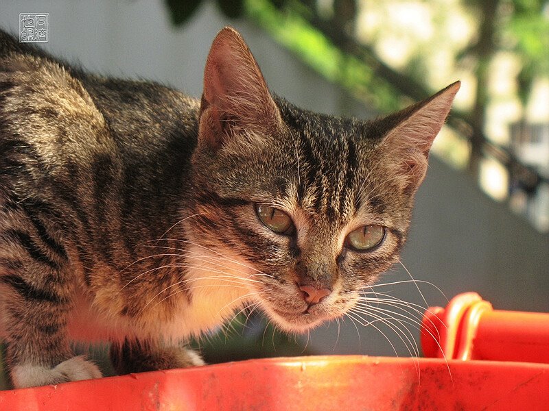 Cat on Dustbin by 王之乎