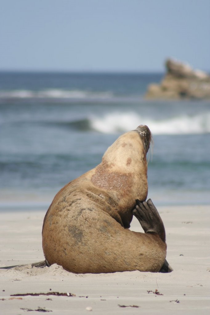 Seal Bay by Cenic