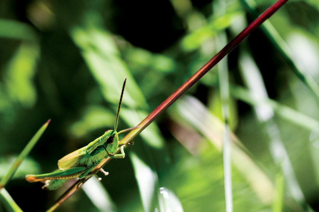 Grasshopper by jerome.droz