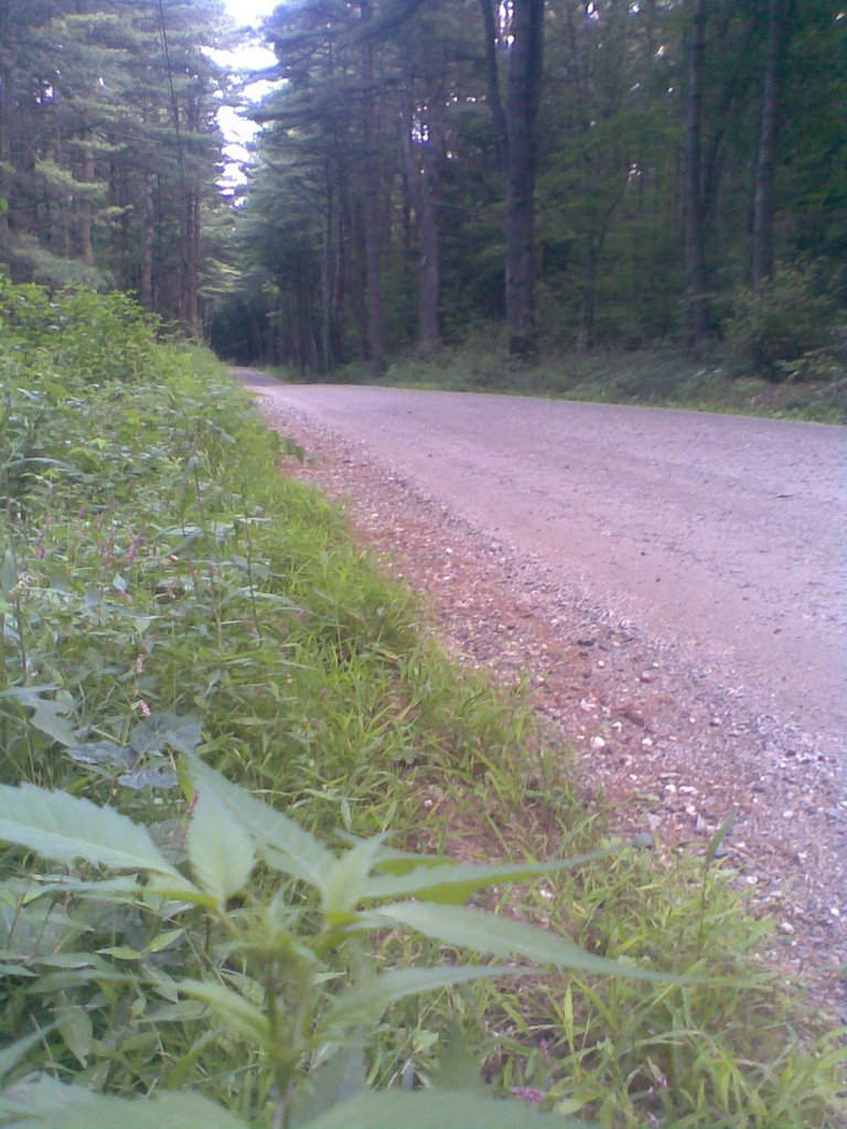 Atkins Reservoir. Cushman road. fading in the deep. Why it is not paved? Damn it!! by George in USA