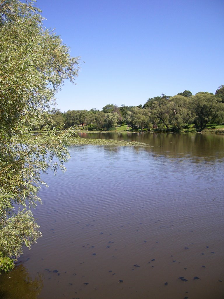 Speed River at Jacobs Landing, Hespeler by Tyler D'Angelo