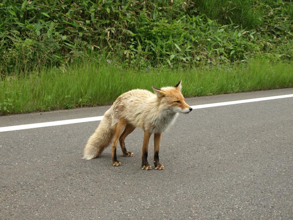 A Fox (Hokkaido) / 鹿追町・扇ヶ原展望台付近で by yoshipin