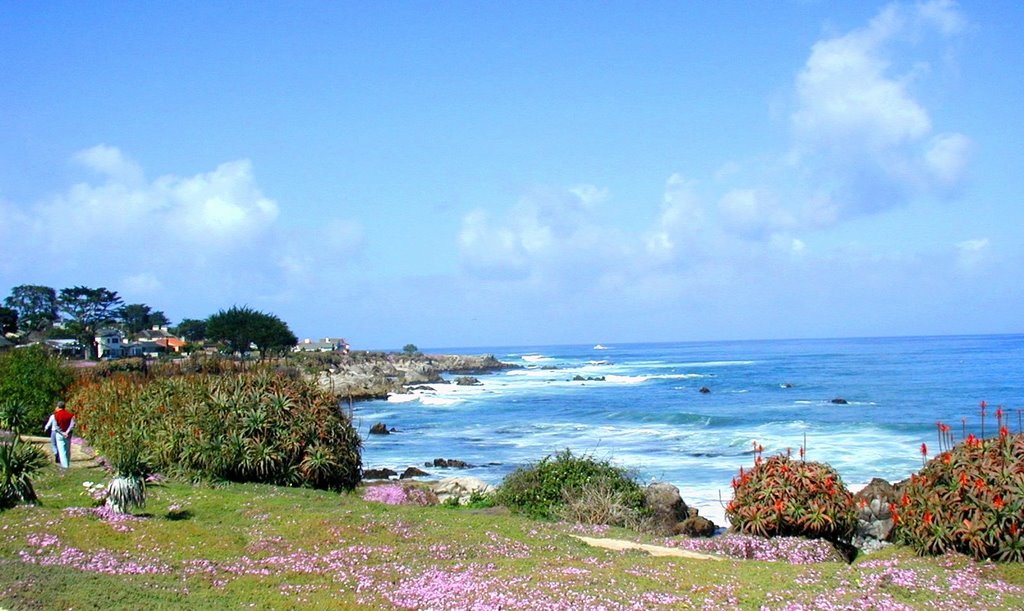 Pacific Grove　Monterey promenard 🌸 美人草そなた本地は何菩薩 （一茶） by Yoshio Kohara