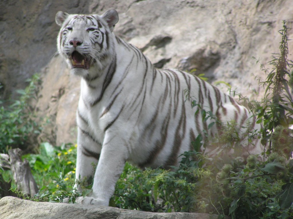 Bratislava Zoo, Tigers by rasto4499