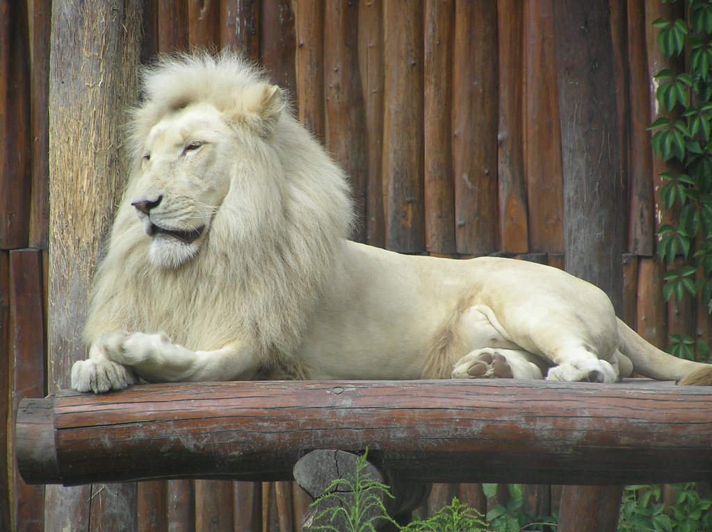 Bratislava Zoo, Lion by rasto4499